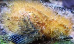 娱乐吃瓜酱毛毛虫,揭秘娱乐圈那些不为人知的幕后故事